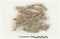 藏品(中位泥炭苔)的圖片